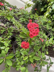Euphorbia milii
