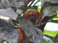 Leontopithecus rosalia