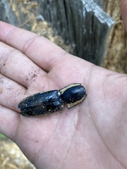 Chalcolepidius apacheanus