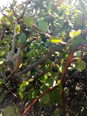 Coprosma propinqua propinqua
