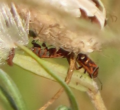 Graptostethus septus