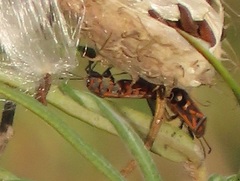 Graptostethus septus