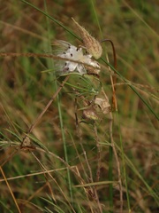 Gomphocarpus tomentosus