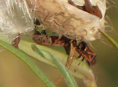 Graptostethus septus