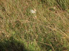 Gomphocarpus tomentosus