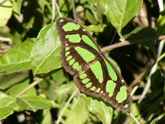 Philaethria wernickei