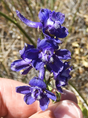 Delphinium uliginosum