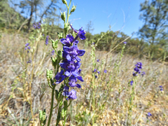Delphinium uliginosum