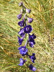 Delphinium uliginosum