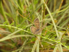 Leptotes trigemmatus