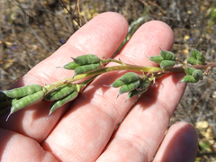 Delphinium uliginosum
