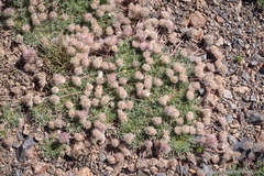 Trifolium andersonii