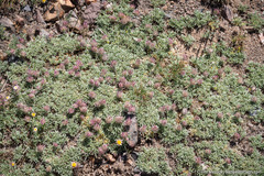 Trifolium andersonii