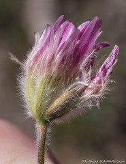Trifolium andersonii