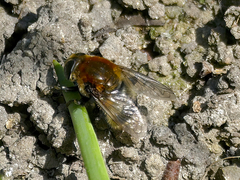 Merodon equestris