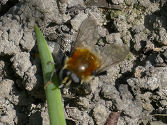 Merodon equestris