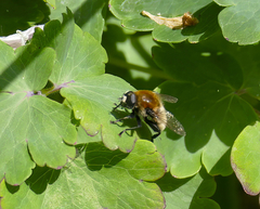 Merodon equestris