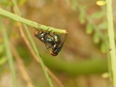 Cochliomyia