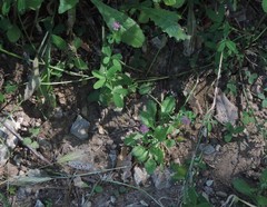 Trifolium resupinatum