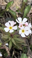 Androsace adfinis brigantiaca