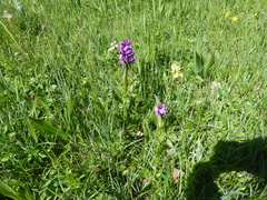 Dactylorhiza majalis
