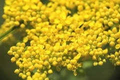 Odontarrhena muralis