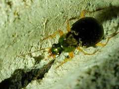 Chlaenius pennsylvanicus