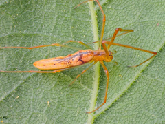 Tetragnatha straminea