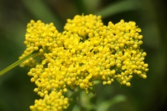 Odontarrhena muralis