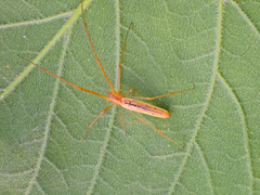 Tetragnatha straminea
