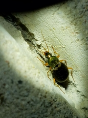 Chlaenius pennsylvanicus