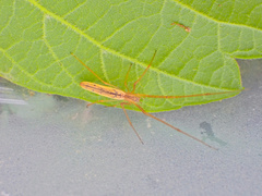 Tetragnatha straminea