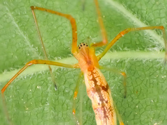 Tetragnatha straminea