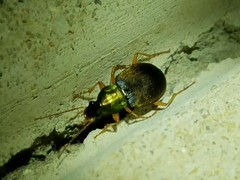 Chlaenius pennsylvanicus