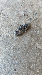 Chalcophora virginiensis