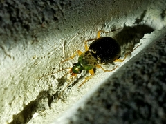 Chlaenius pennsylvanicus