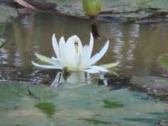 Nymphaea lotus