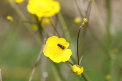 Melanogaster hirtella