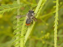 Megachile ecuadoria