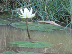 Nymphaea lotus