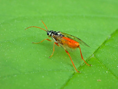 Aglaostigma semiluteum