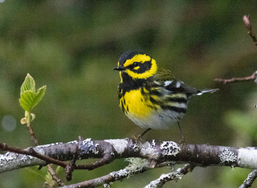 Townsend's Warbler, photo 7 of 7