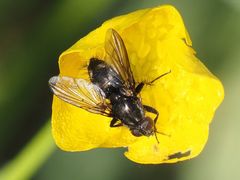 Rhinomorinia sarcophagina