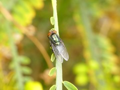 Cochliomyia