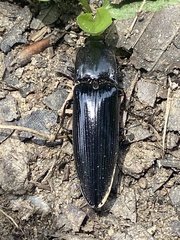 Melanactes
