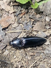 Melanactes