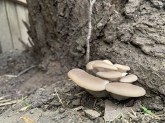 Pleurotus ostreatus