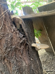 Pleurotus ostreatus
