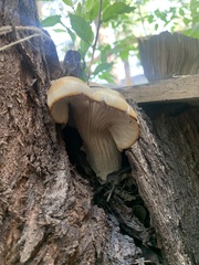 Pleurotus ostreatus