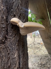 Pleurotus ostreatus